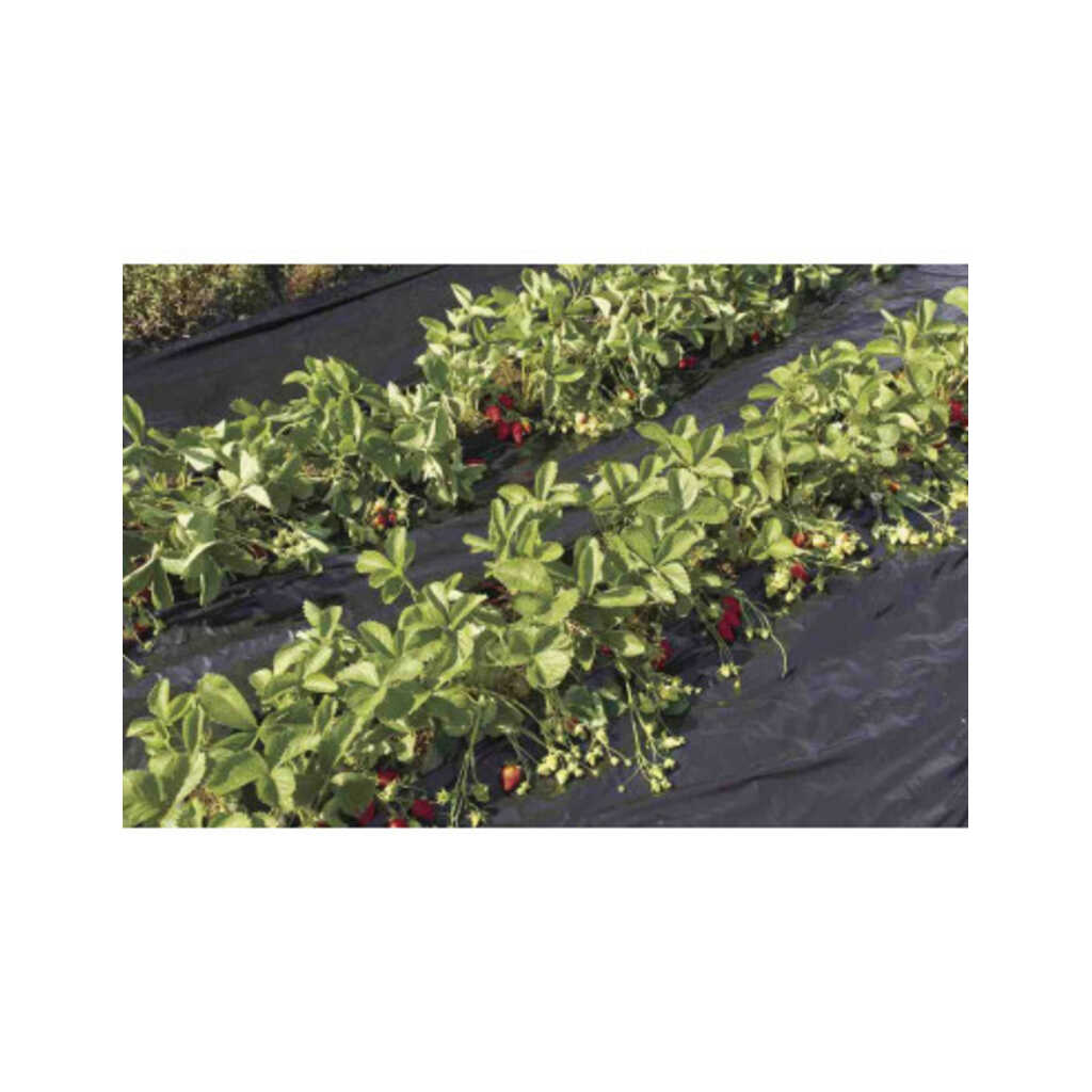 Fresafilm Recyclean acolchado fresas 1,40x10m