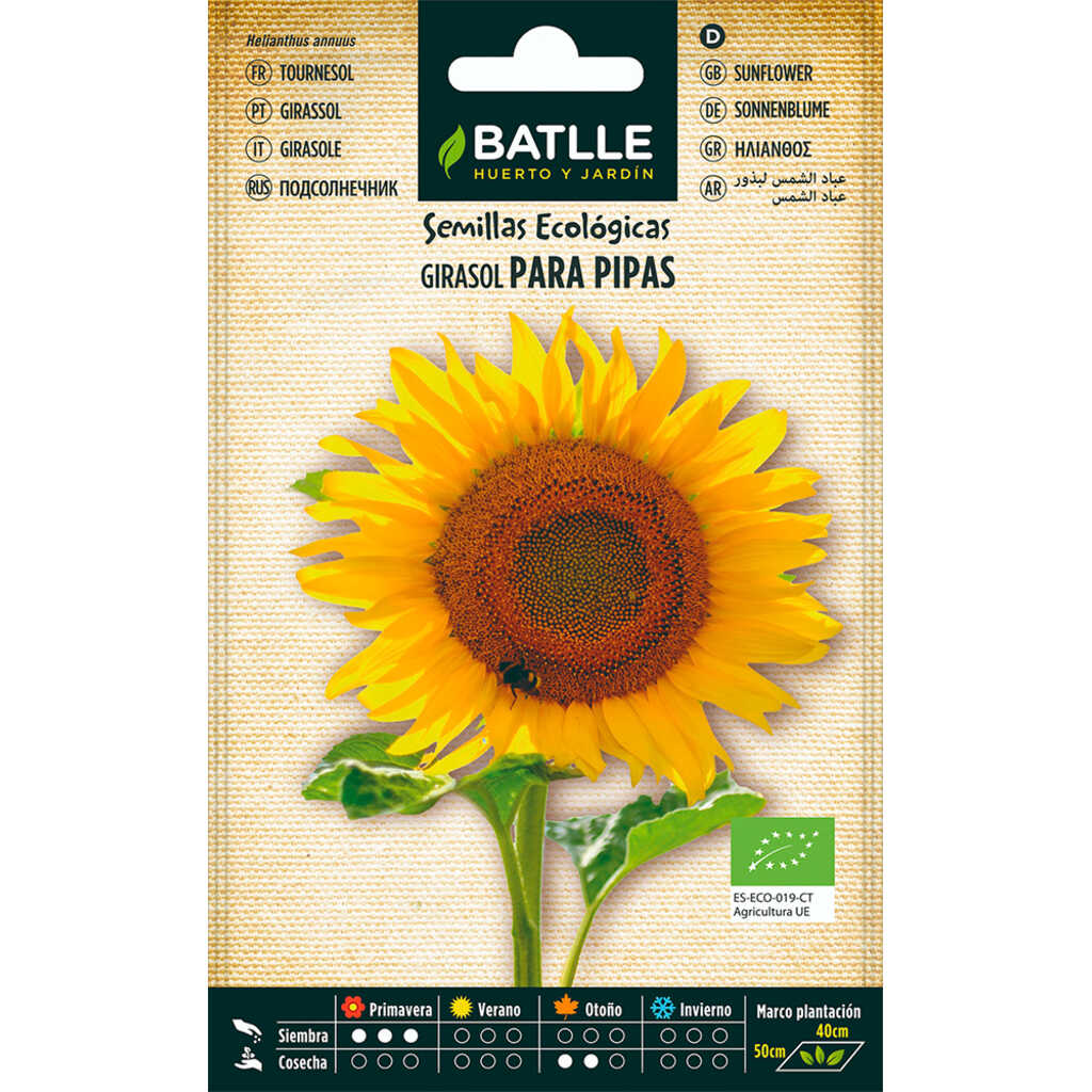 Semillas ecológicas de Girasol para pipas