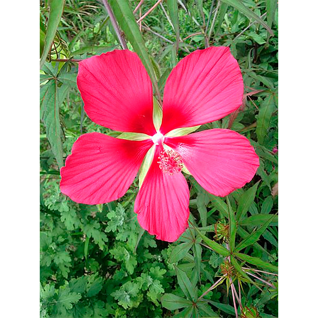 Semillas ecológicas de Hibisco caducifolio