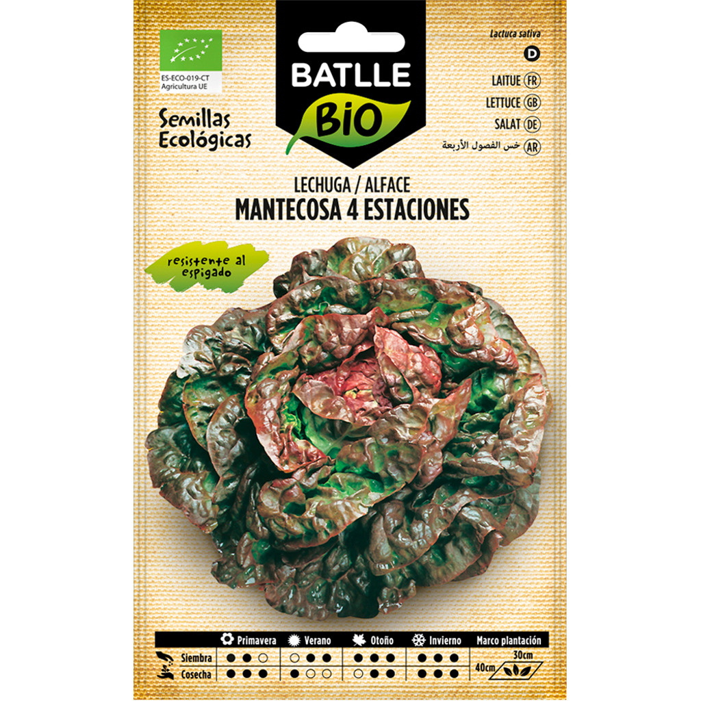 Semillas ecológicas de lechuga mantecosa 4 estaciones