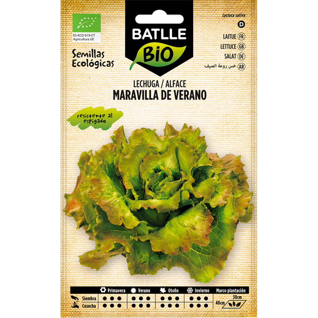 Semillas ecológicas de lechuga maravilla de verano