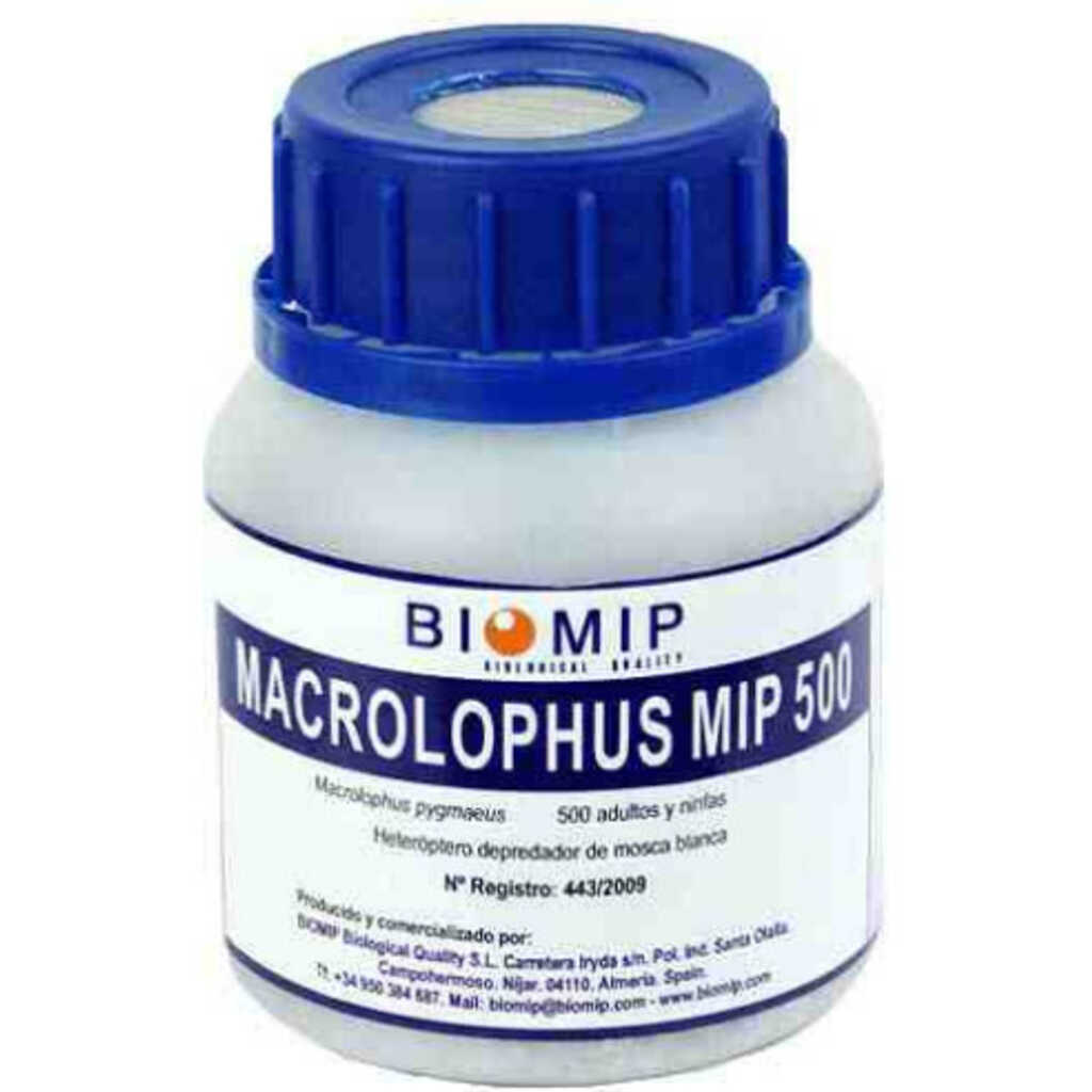 MACROLOPHUS 500 (Macrolophus pigmaeus) Bote 500 individuos._1