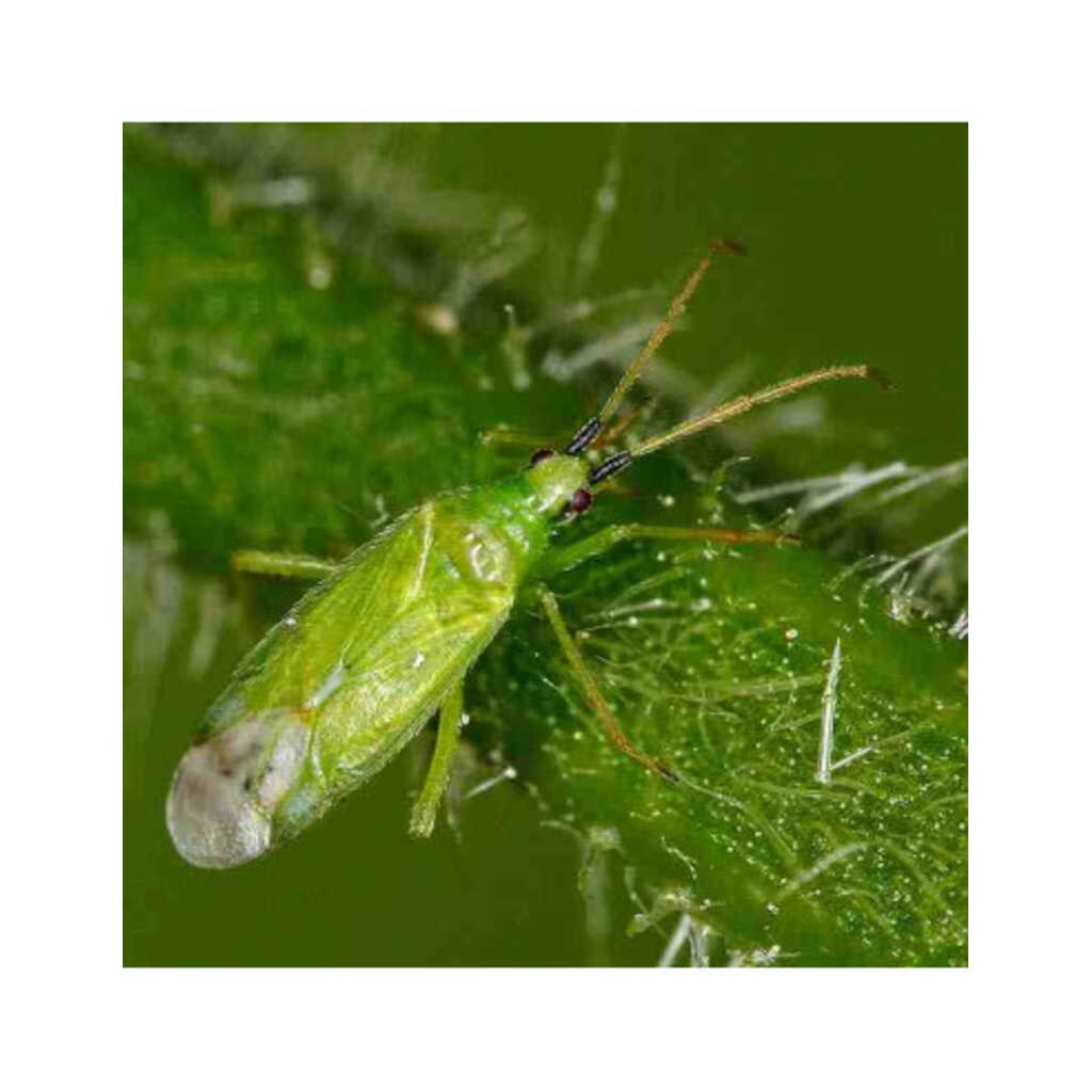 MACROLOPHUS 500 (Macrolophus pigmaeus) Bote 500 individuos.