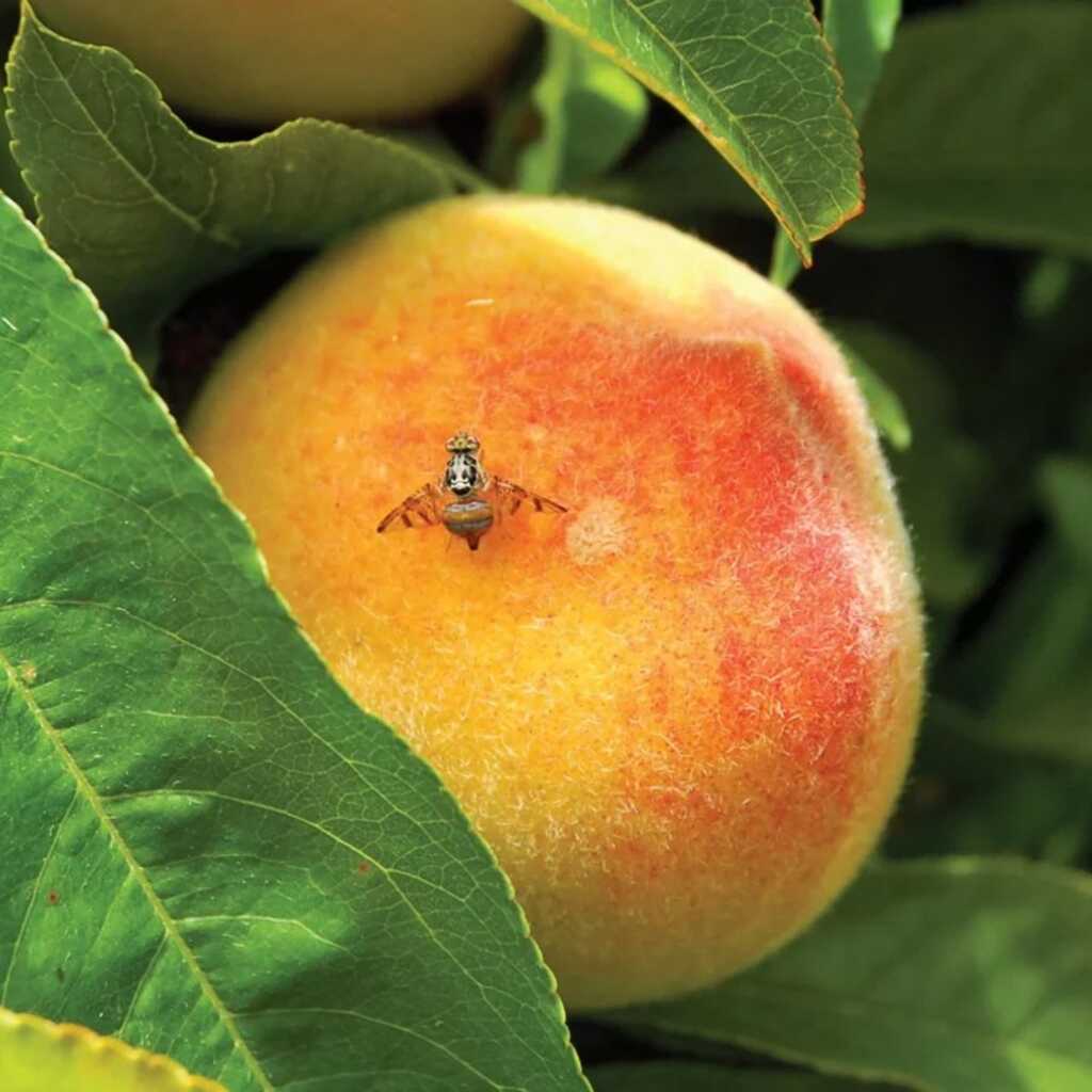 Mosca de la fruta (Ceratitis capitata). Métodos de control.