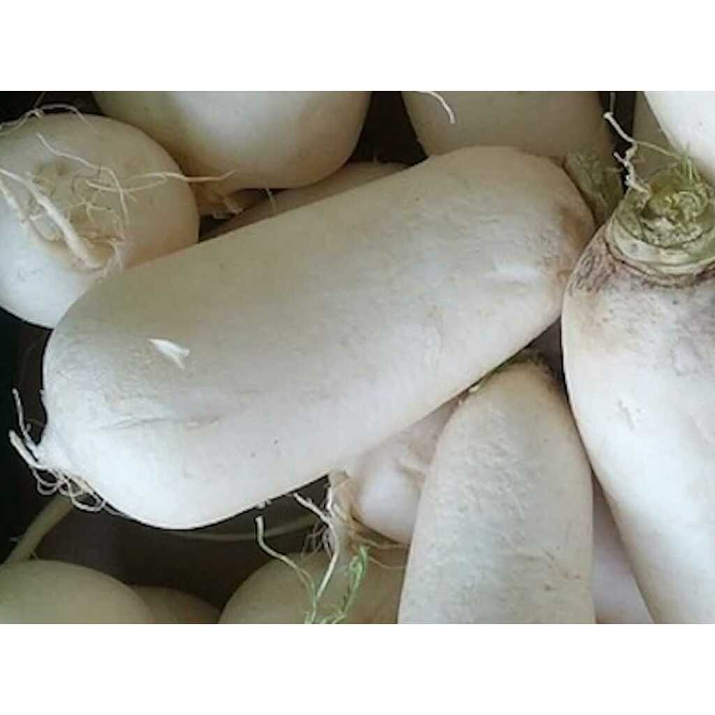 Semillas ecológicas de nabo blanco alargado