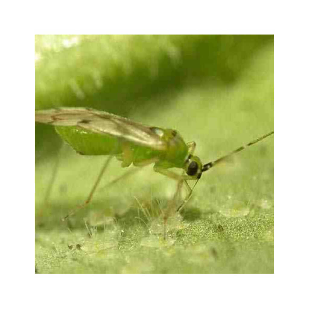 NESIDIOCORIS 500 (Nesidiocoris temuis. Bote 500 individuos)