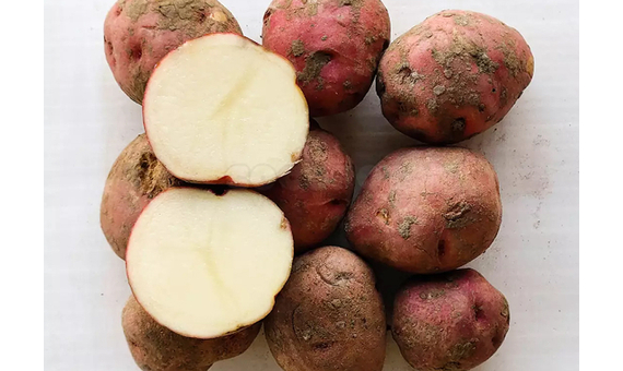 Patata ecológica Rudolph para siembra 5kg_1