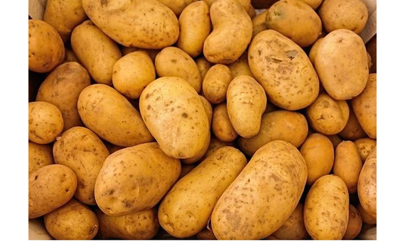 Patata ecológica Kennebec para siembra 5kg