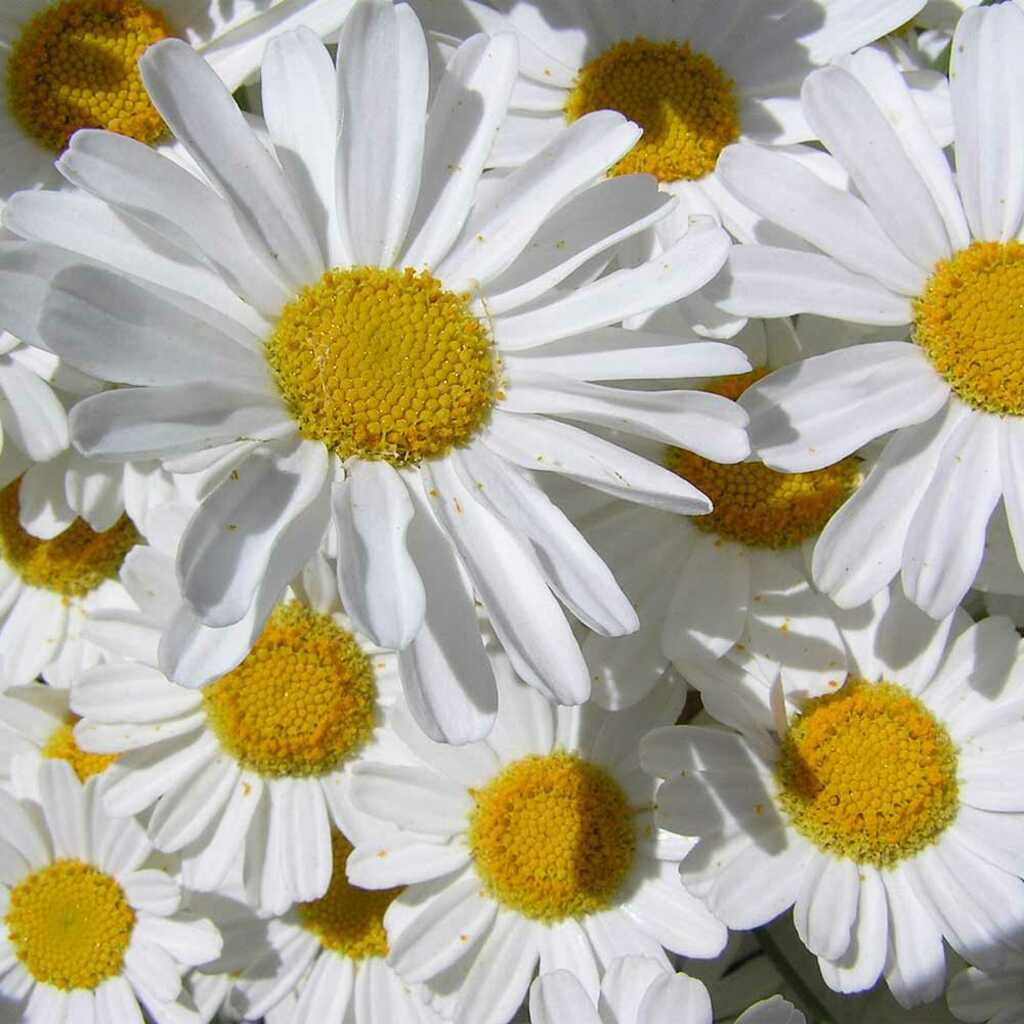 Semillas de pelitre o piretro (Chrysanthemum cinerarifolium)