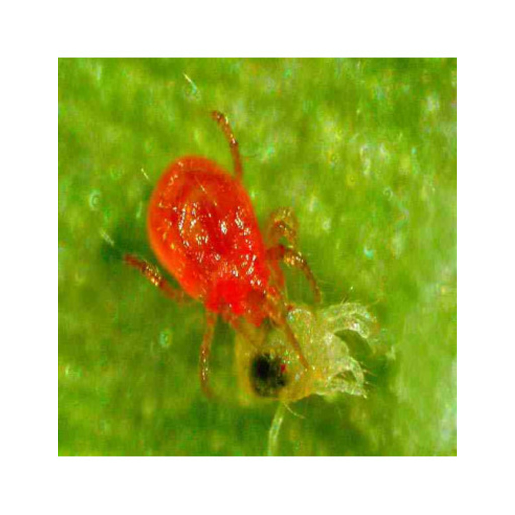 PHYTOSEIULUS 2000 (Phytoseiulus persimilis 2.000 individuos)