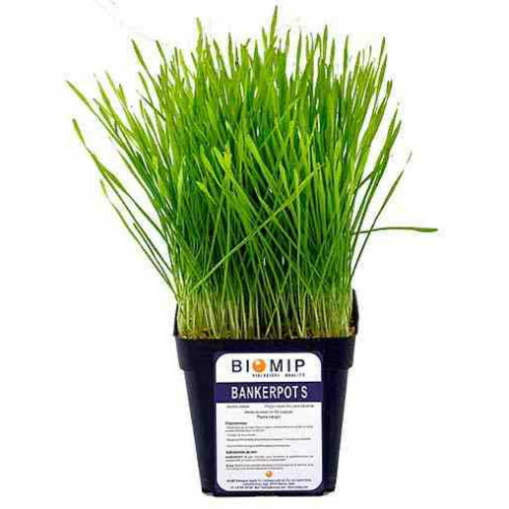 Planta BANKERPOT S Reserva de pulgón (Tarrina 1000 indiv. Sitobion avenae)