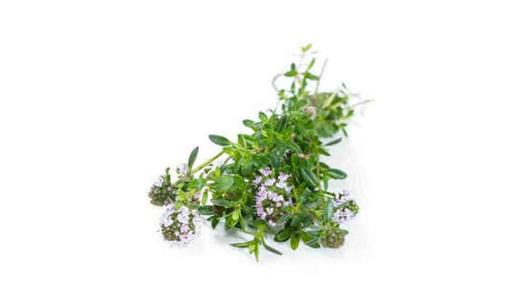 Plantel bio de ajedrea en maceta de 11cm