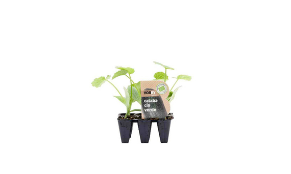 Plantel bio de calabacín verde 6 unid.