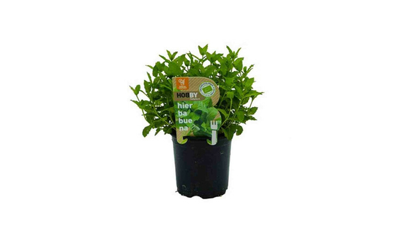 Plantel bio de hierbabuena en maceta de 11cm