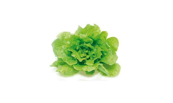 Plantel bio de lechuga batavia 6 unid.