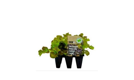 Plantel bio de lechuga hoja de roble roja 6 unid.