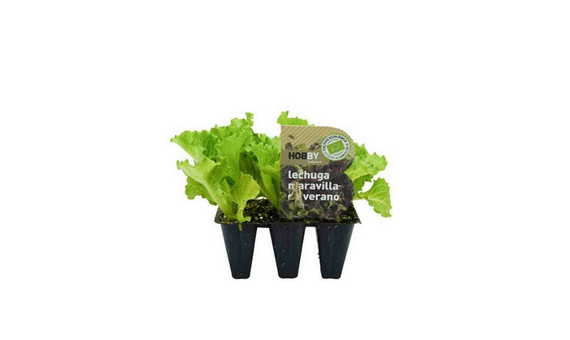 Plantel bio de lechuga maravilla de verano 6 unid.