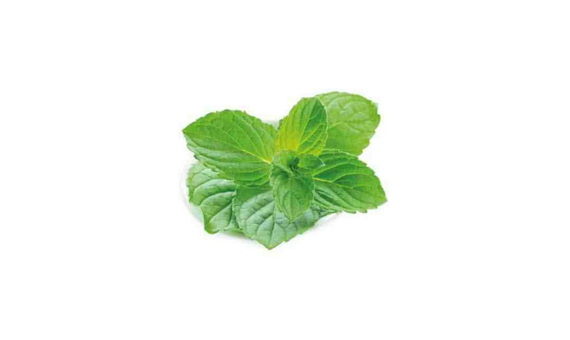 Plantel bio de menta en maceta de 11cm