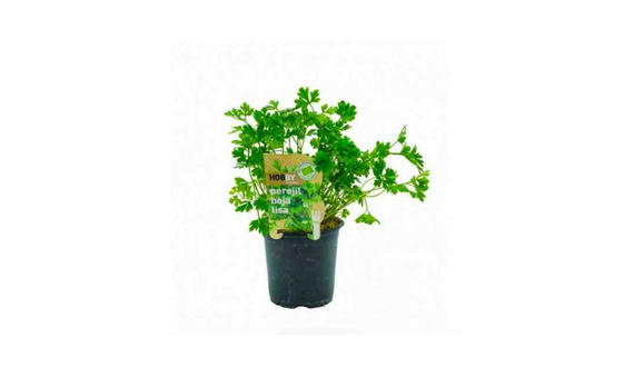Plantel bio de perejil en maceta de 11cm