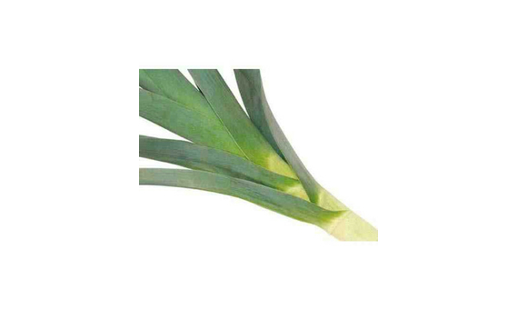 Plantel bio de puerro 25 unid._1