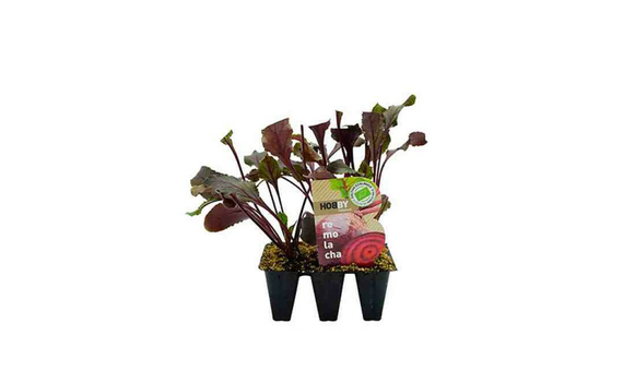 Plantel bio de remolacha 6 unid.