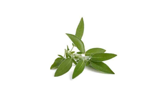 Plantel bio de salvia en maceta de 11cm