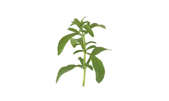 Plantel bio de stevia en maceta de 11cm