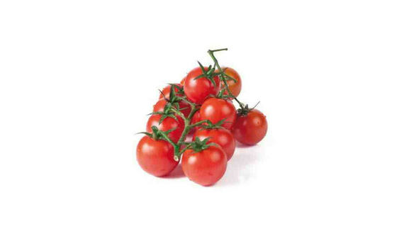 Plantel bio de tomate cherry redondo 6 unid.