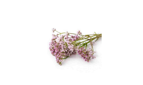 Plantel bio de valeriana en maceta de 11cm