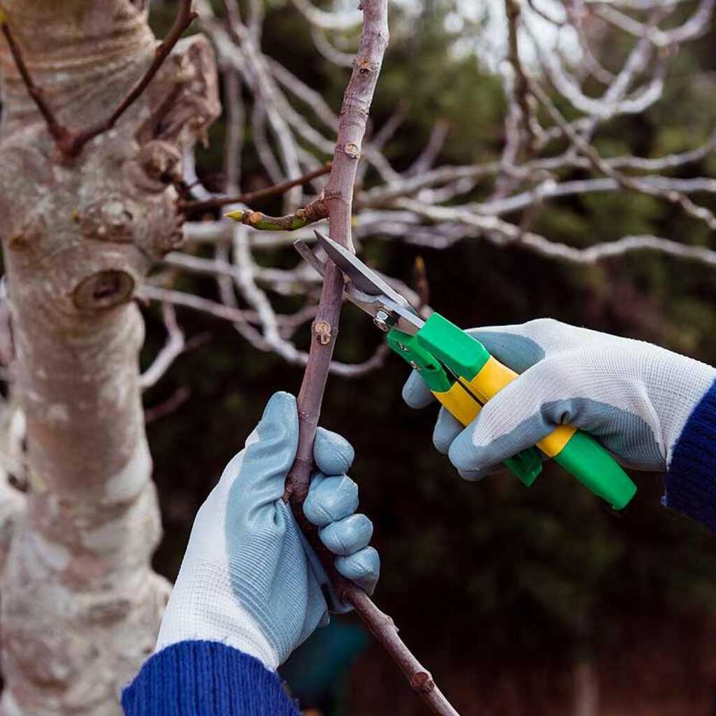 Poda de árboles frutales: mantenimiento y rejuvenecimiento.
