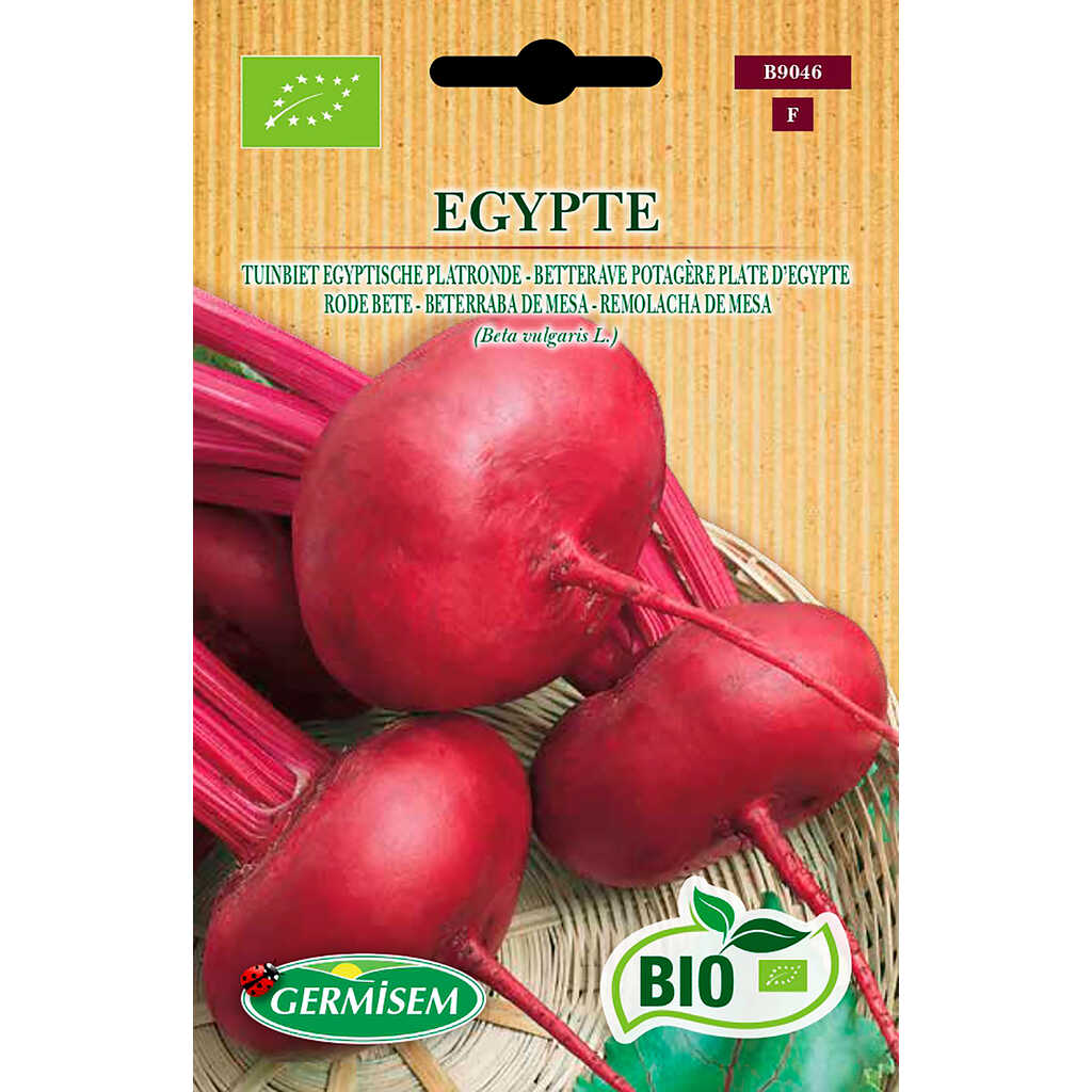 Semillas ecológicas de remolacha chata de Egipto