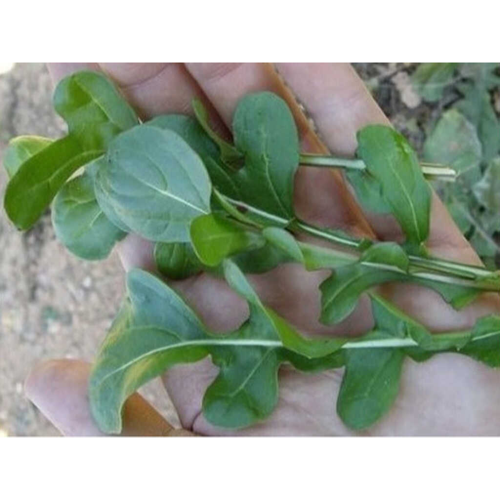 Semillas ecológicas de Rúcula o Ruqueta