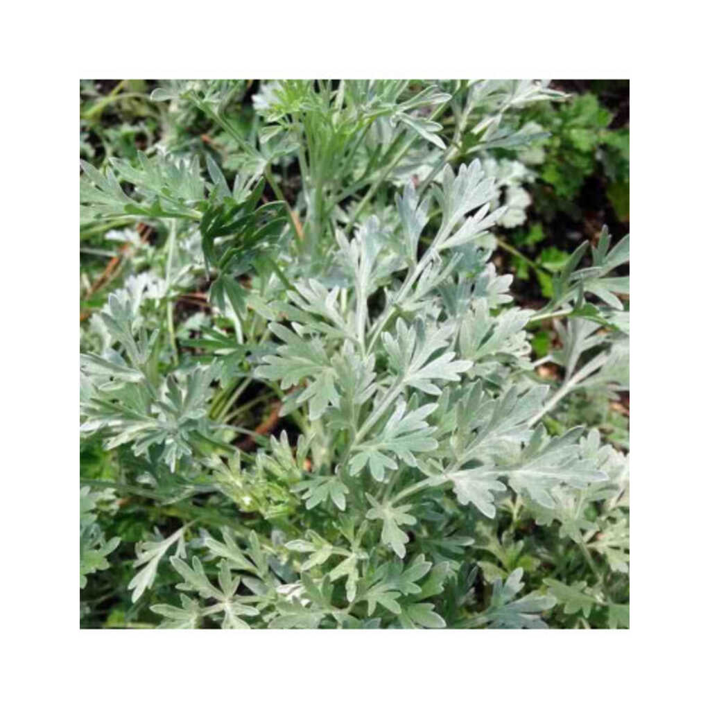 Semillas de ajenjo (Artemisia absinthium)