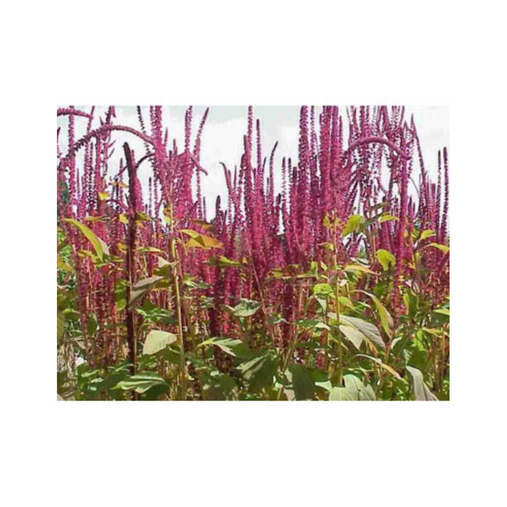 Semillas de amaranto comestible (Amaranthus cruentus oeschberg)