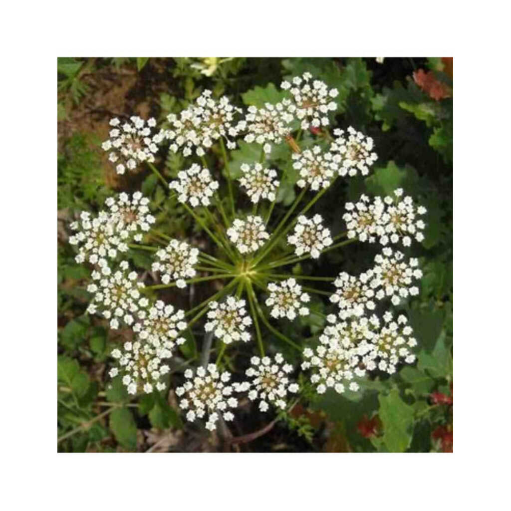 Semillas de anís verde (Pimpinella anisum)