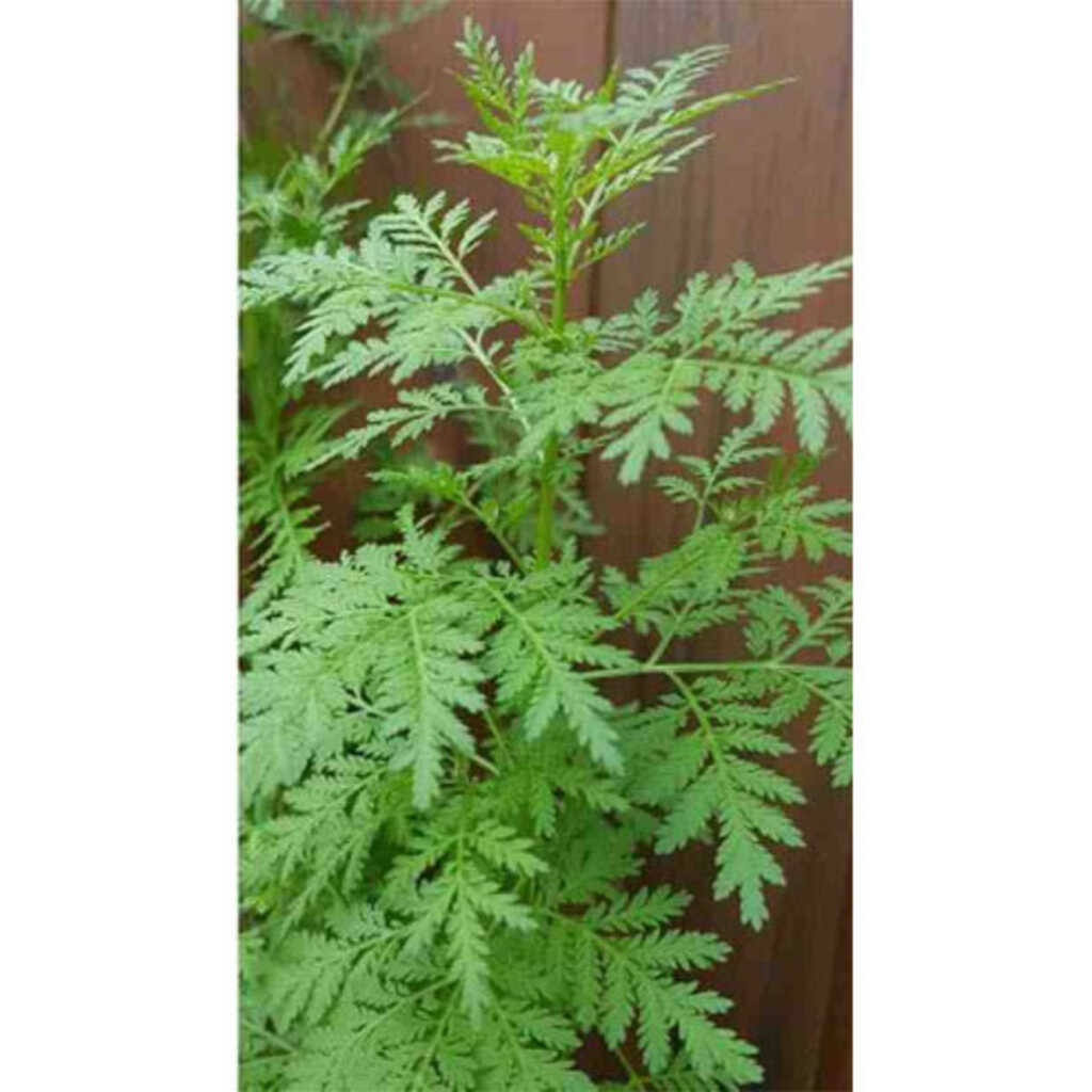 Semillas de artemisa (Artemisa annua)