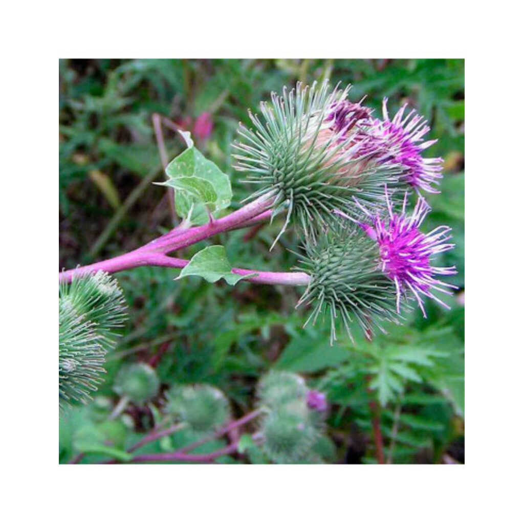 Semillas de Bardana (Arctium Lappa)