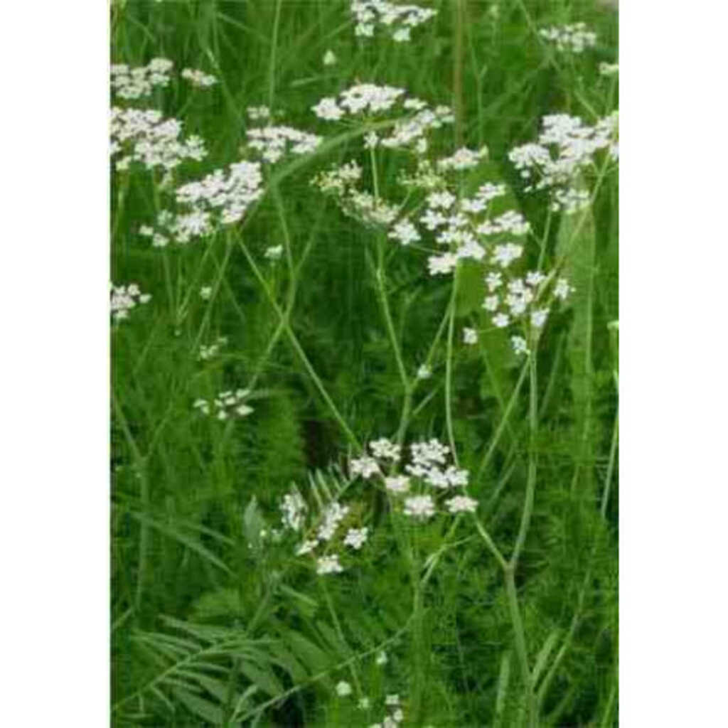 Semillas de comino (Cuminum cyminum)