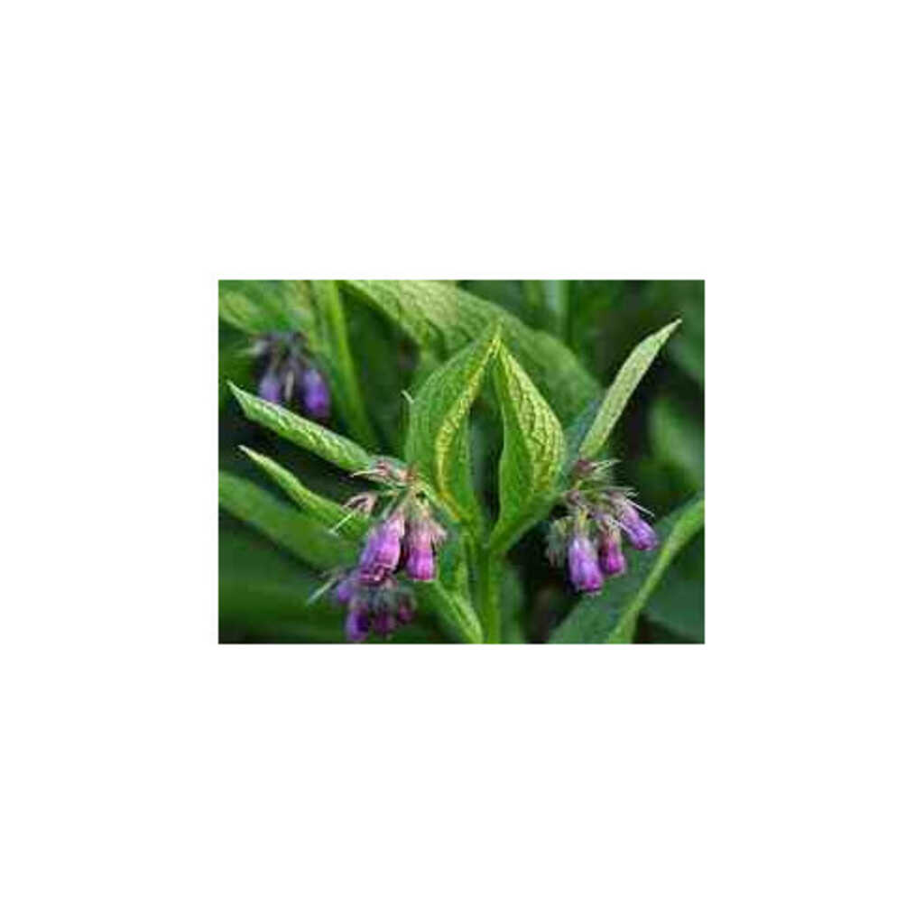 Semillas de consuelda mayor (Symphytum officinalle))