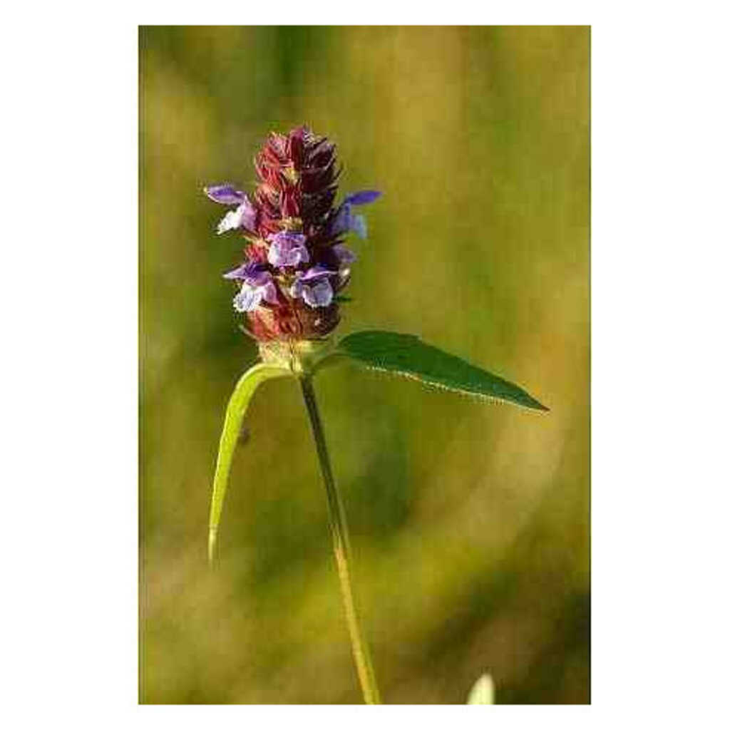 Semillas de consuelda menor (Prunella vulgaris)