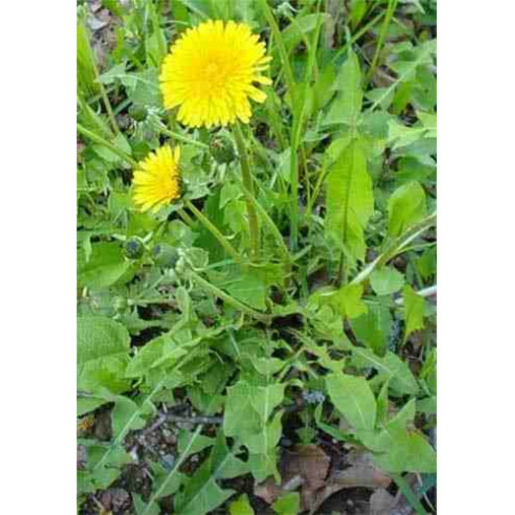 Semillas de diente de león (Taraxacum officinalis)