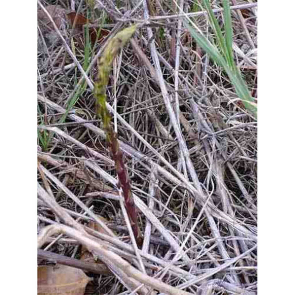 Semillas de esparrago triguero (Asparagus acutifolius)
