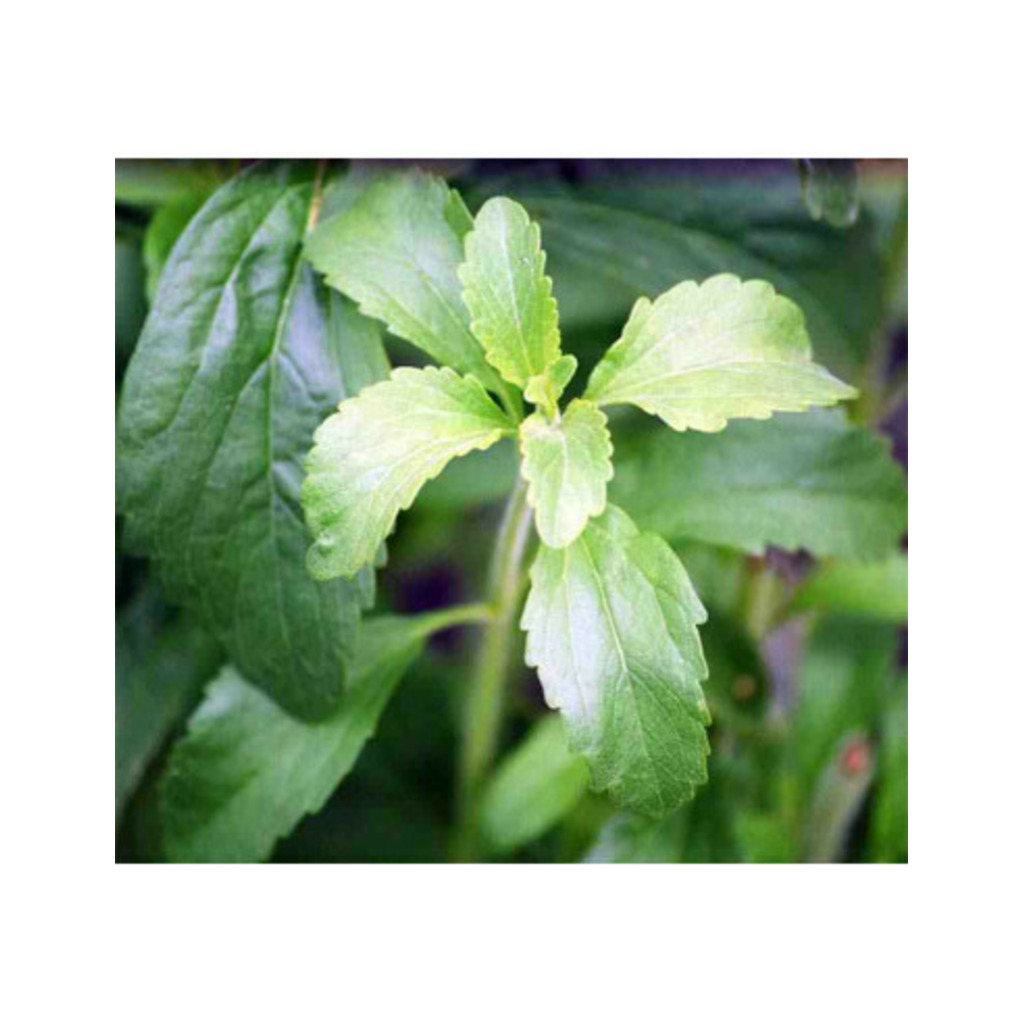 Semillas de estevia (Stevia rebaudiana)