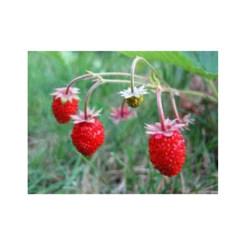 Semillas de fresa del bosque (Fragaria Vesca)