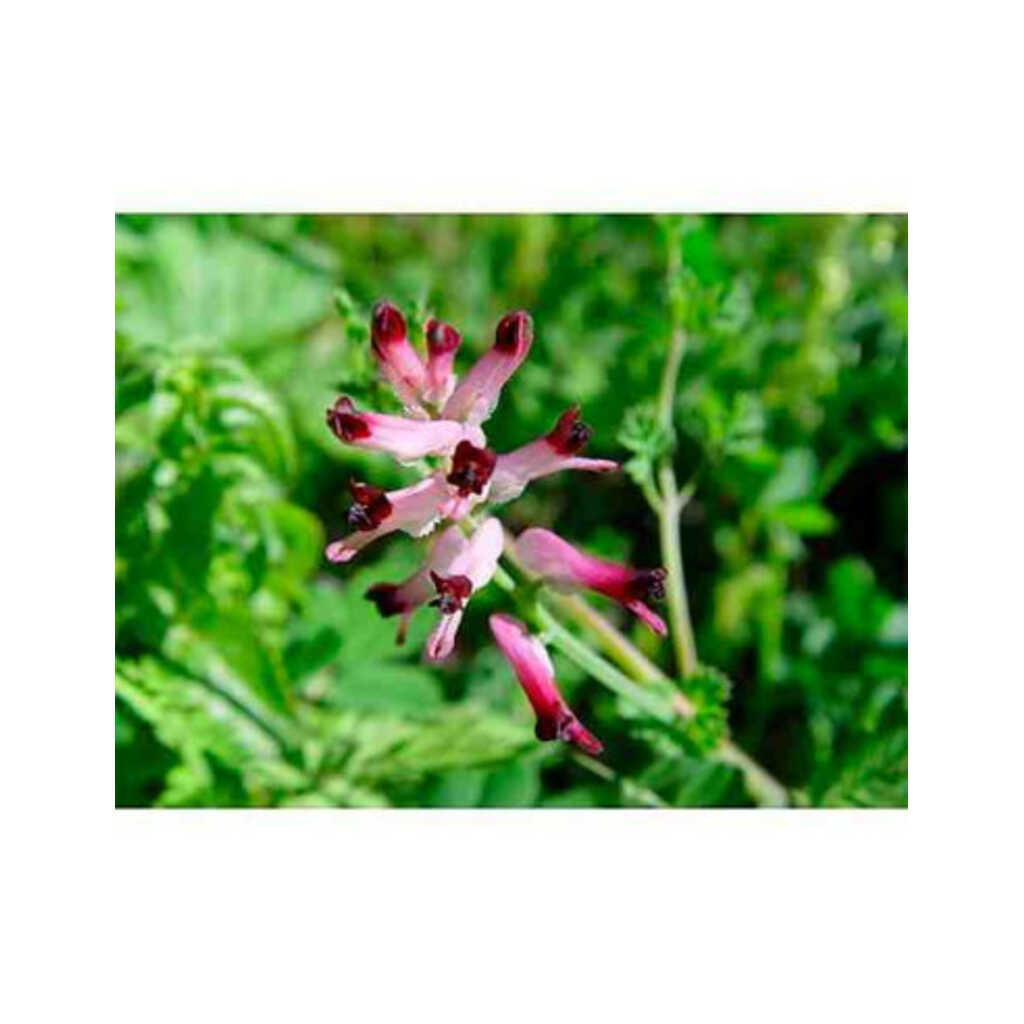 Semillas de fumaria (Fumaria Officinalis)
