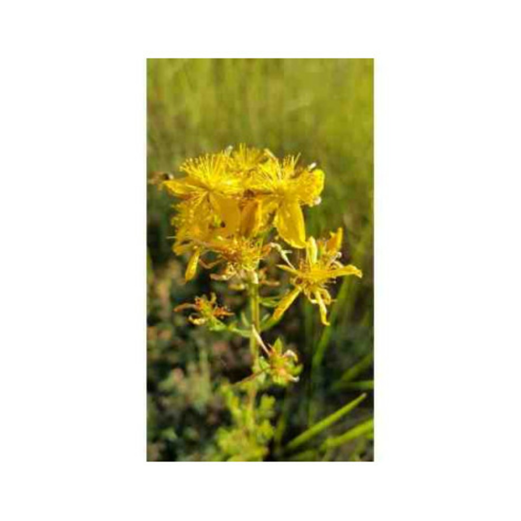 Semillas de hipérico Flor de San Juan (Hipericum Perforatum)