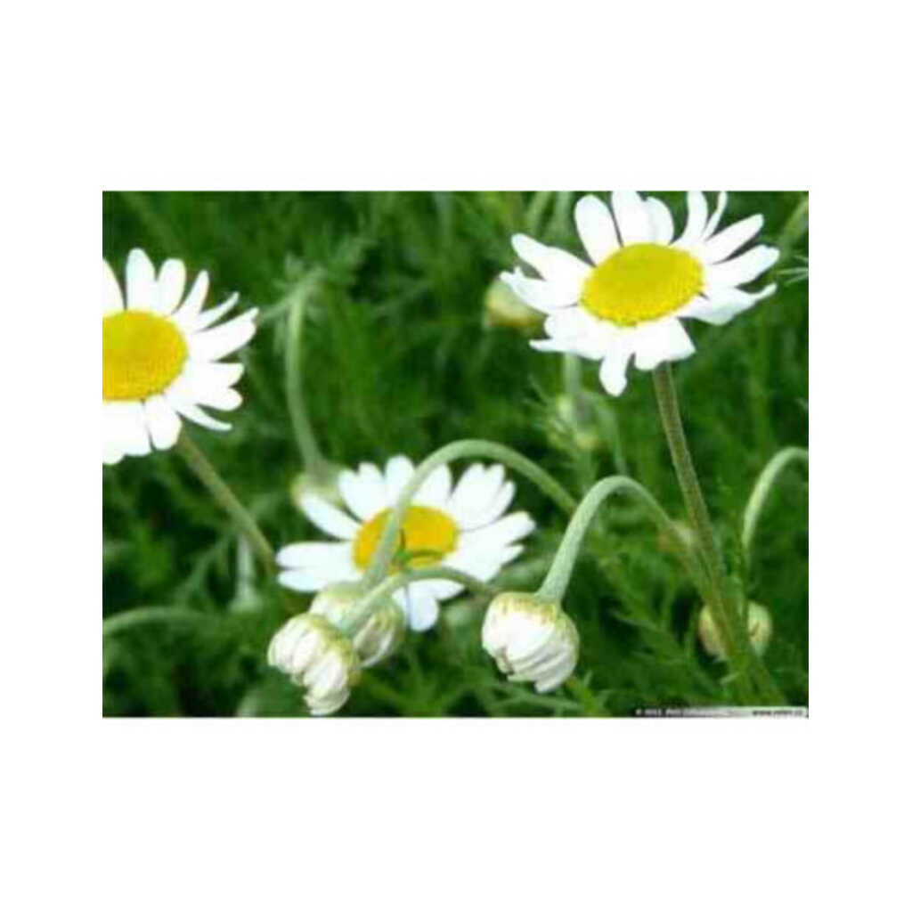 Semillas de manzanilla perenne (Anthemis nobilis)