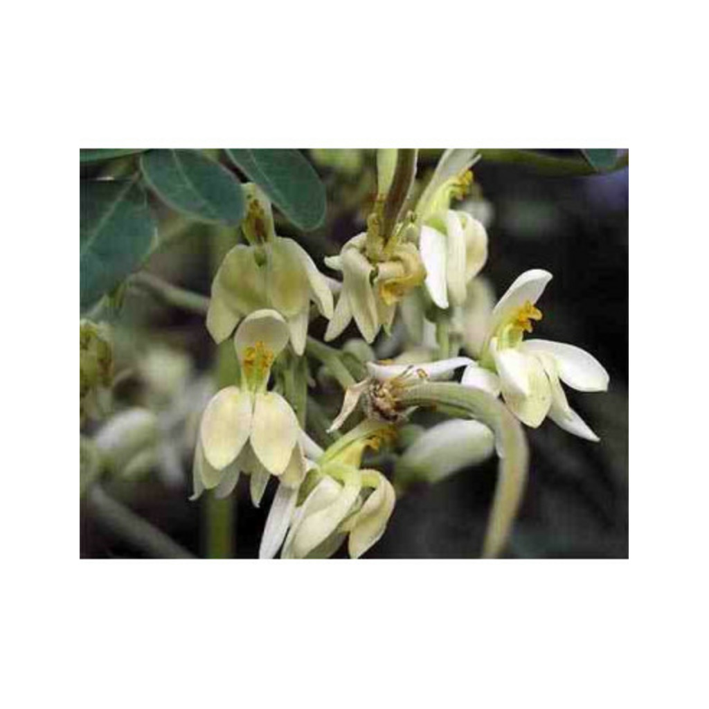 Semillas de moringa (Moringa oleifera)