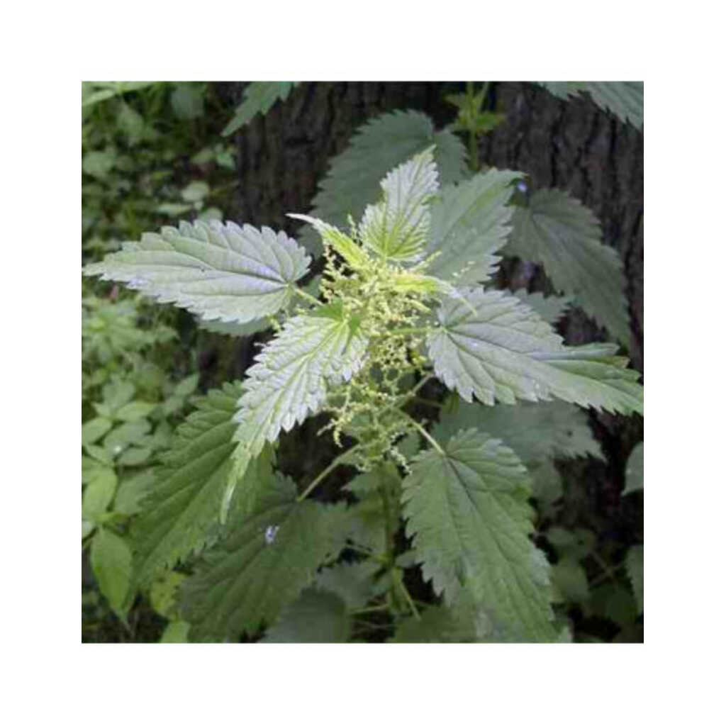 Semillas de ortiga mayor (Urtica dioica)