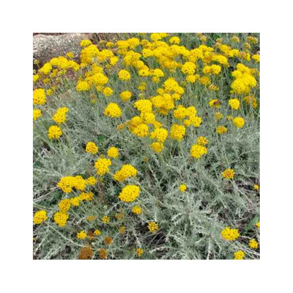 Semillas de Siempreviva (Helycrisum italicum)